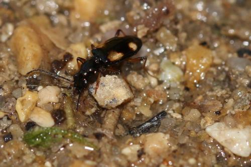 Bembidion genei hispaniae